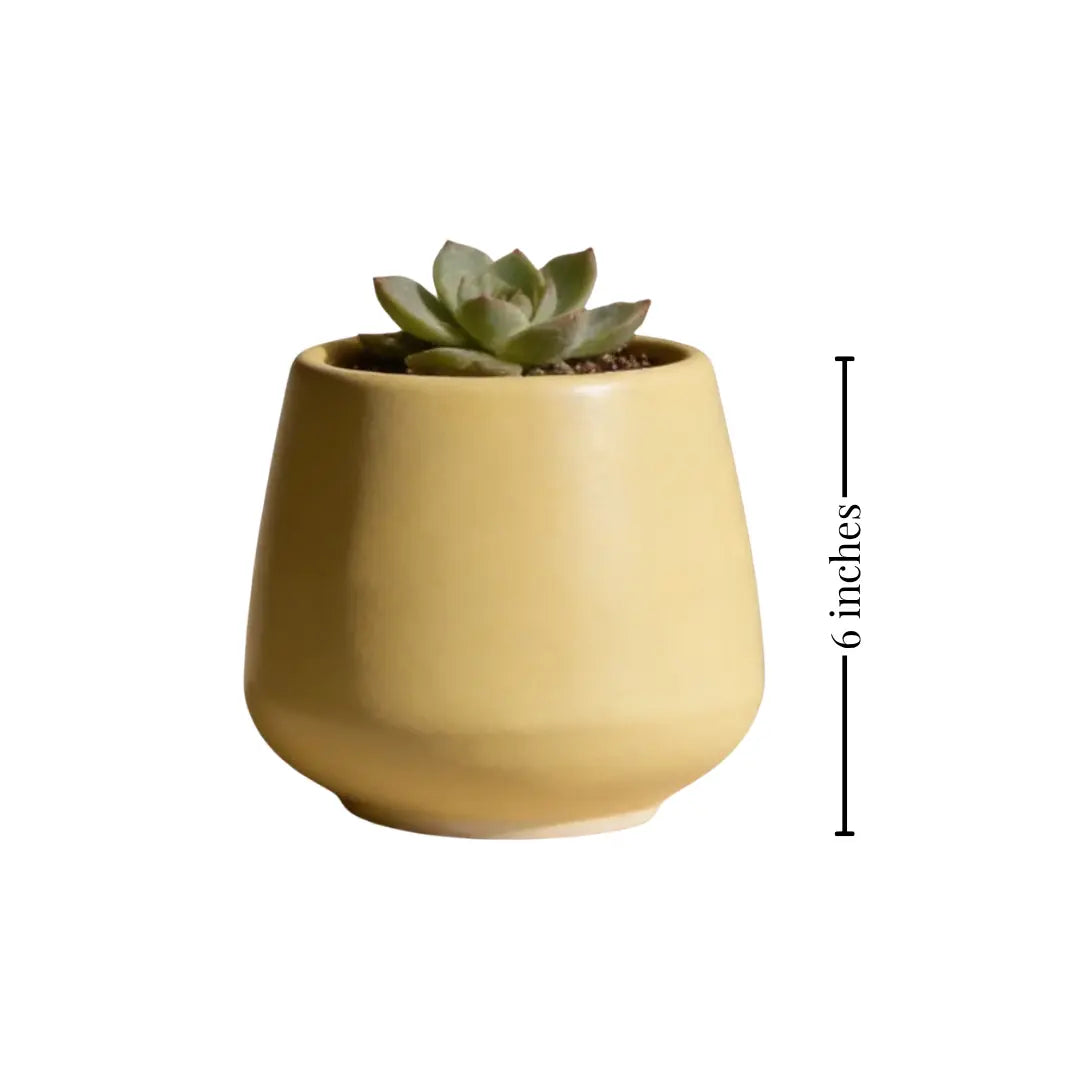 Stoneware Yellow Planter | Small The confetti Tree